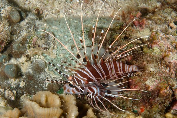 Lionfish - Spotfin Lionfish