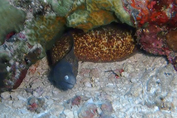 Moray - Yellow-edged Moray