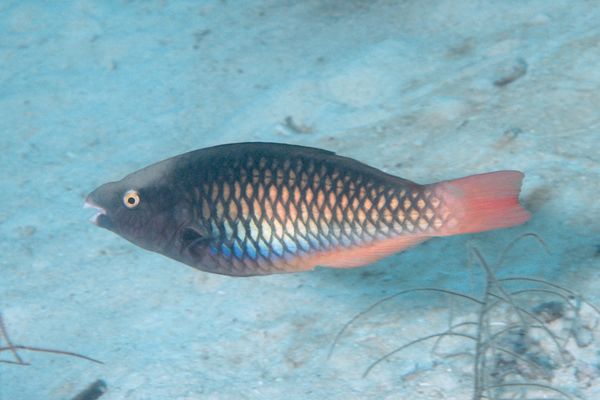 Parrotfish - Tricolour Parrotfish