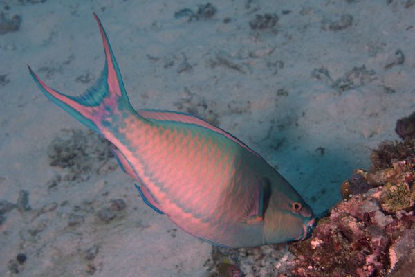 Parrotfish - Indian Parrotfish