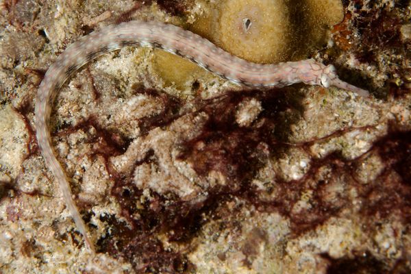 Pipefish - Messmate pipefish