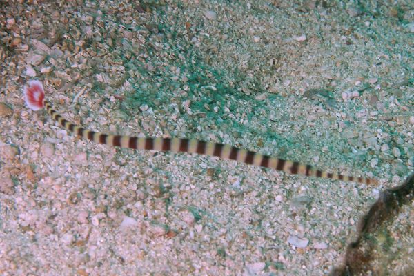 pipefish - Ringed pipefish