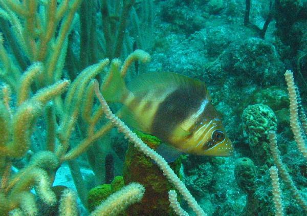 Hamlets - Barred Hamlet