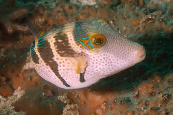 Pufferfish - Blacksaddled Toby