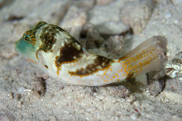 Pufferfish - Pacific Crowned Toby