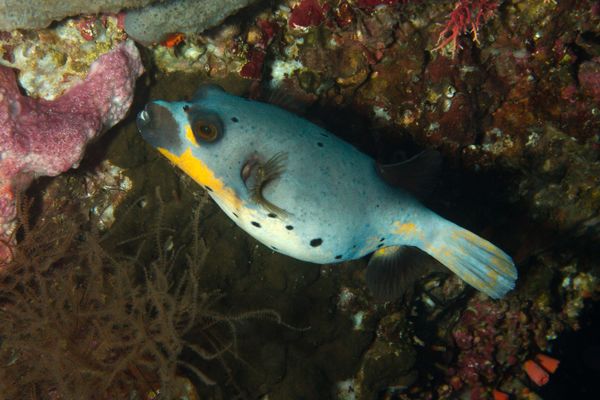 Pufferfish - Black-spotted Puffer