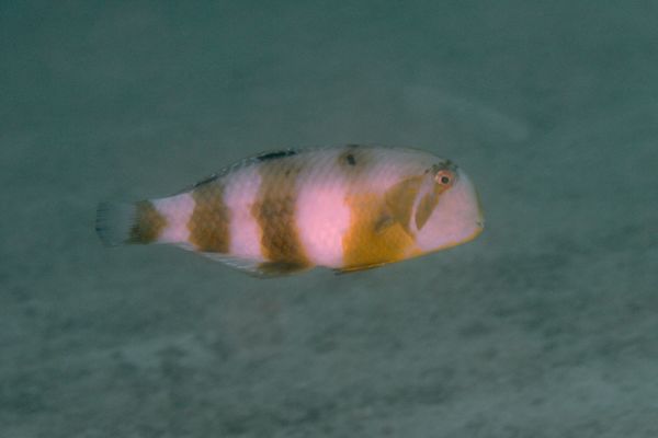 Razorfish - Yellowblotch Razorfish