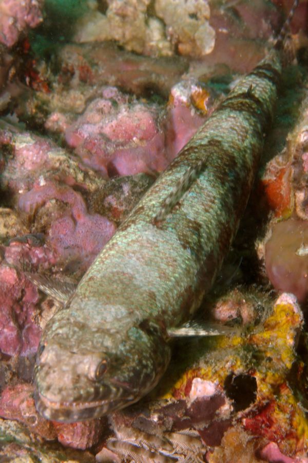 Lizardfish - Sand Diver