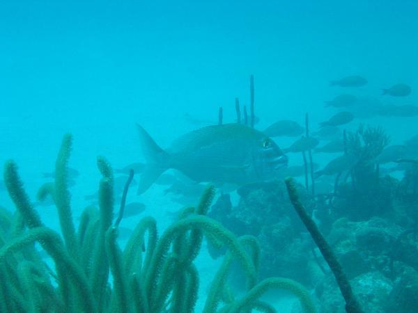 Porgies - Jolthead Porgy