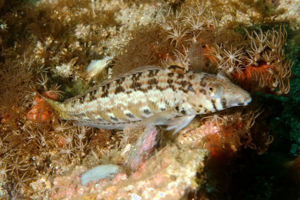 Sandperches - Yellowtail Sandperch