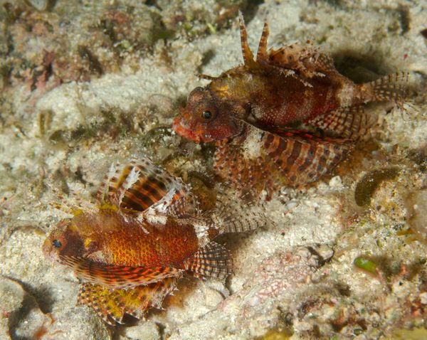 Lionfish - Shortfin Lionfish