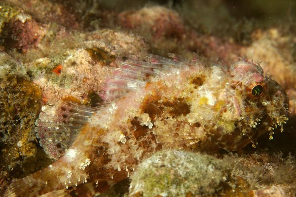 Scorpionfish - Bearded Scorpionfish