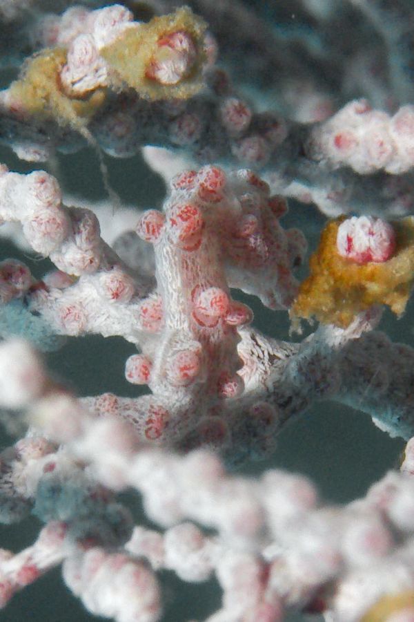 Seahorses - Pygmy Seahorse