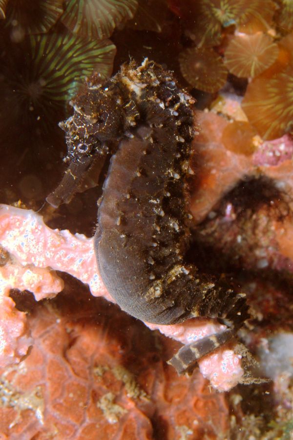 Seahorses - Common Seahorse