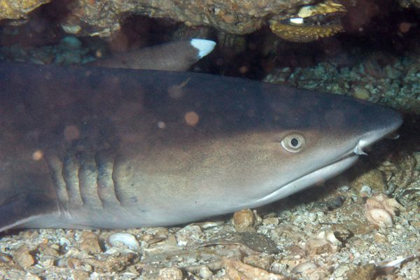 Sharks - Whitetip Reef Shark