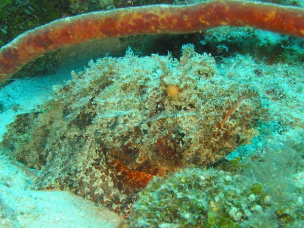 Scorpionfish - Spotted Scorpionfish