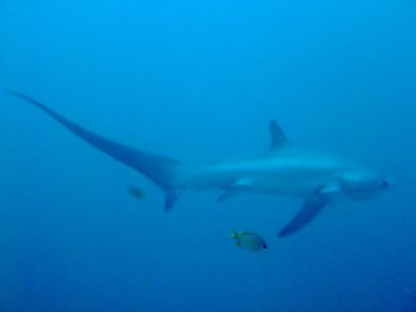 Thresher Sharks - Pelagic Thresher