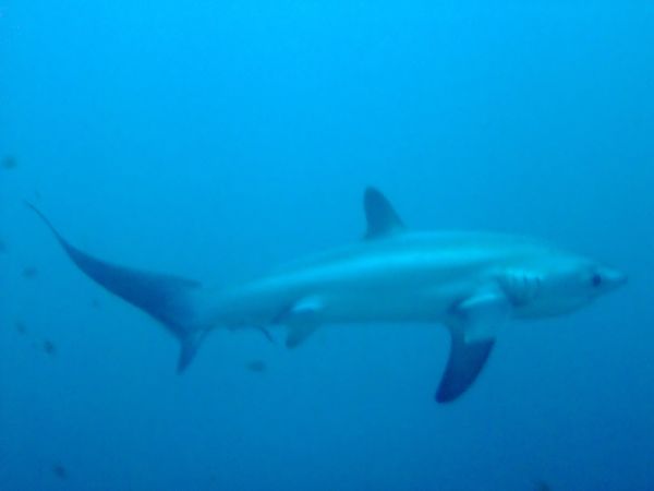 Thresher Sharks - Pelagic Thresher