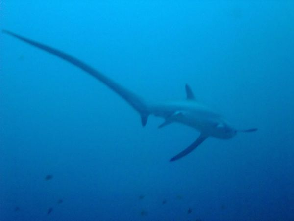 Thresher Sharks - Pelagic Thresher