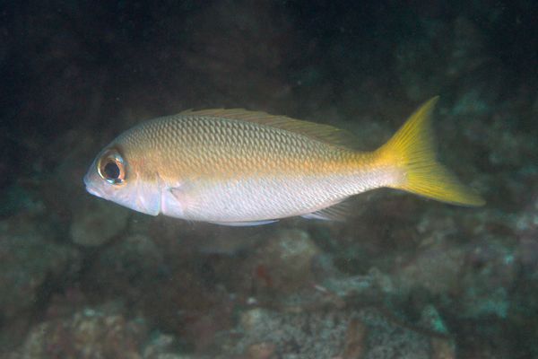 Snappers - Bigeye Snapper