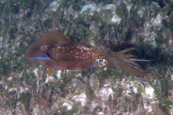 Squid - Common Squid