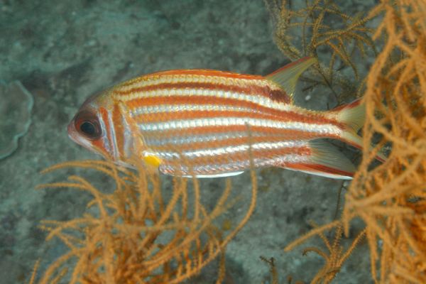 Squirrelfish - Redcoat