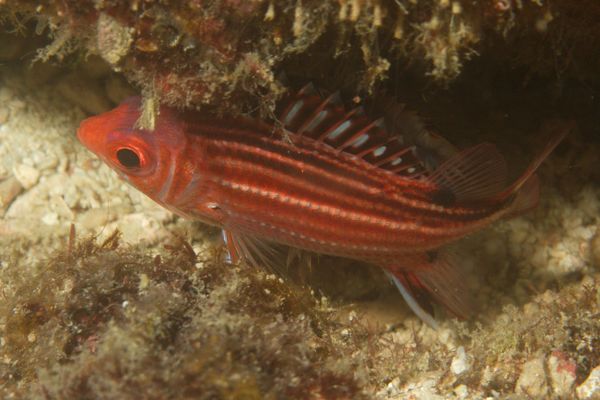 Squirrelfish - Samurai Squirrelfish