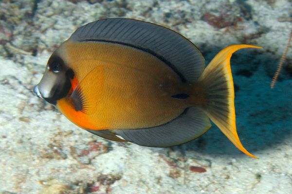 Surgeonfish - Mimi Surgeonfish