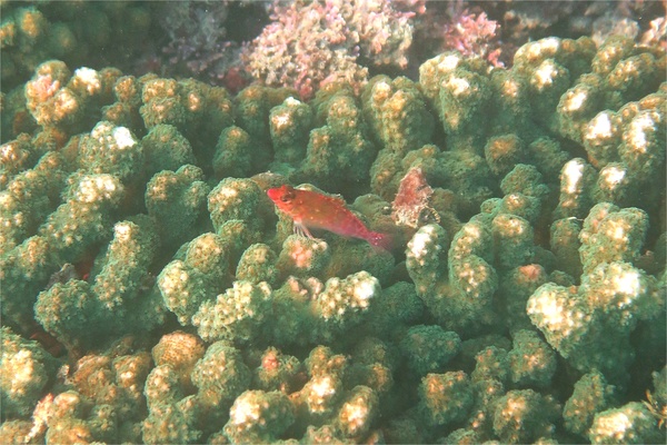 Hawkfish - Pixy Hawkfish