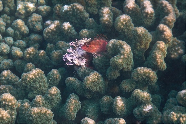 Hawkfish - Pixy Hawkfish