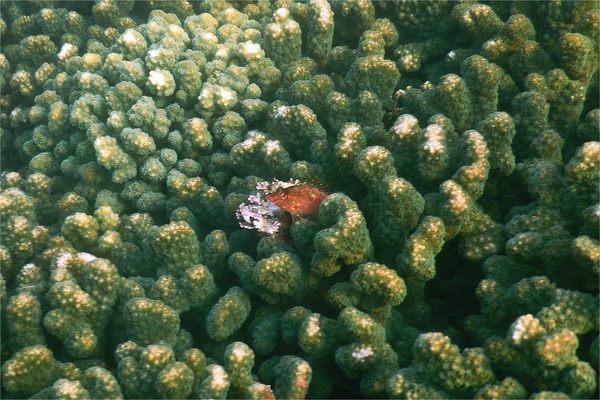 Hawkfish - Pixy Hawkfish