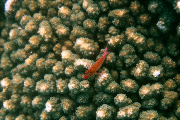 Hawkfish - Pixy Hawkfish