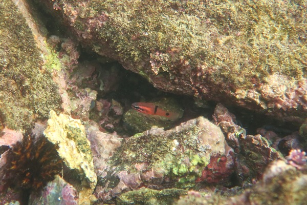 Cardinalfish - Barspot Cardinalfish