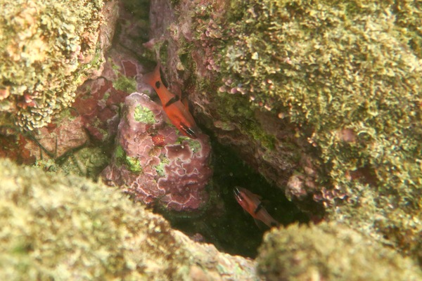 Cardinalfish - Barspot Cardinalfish