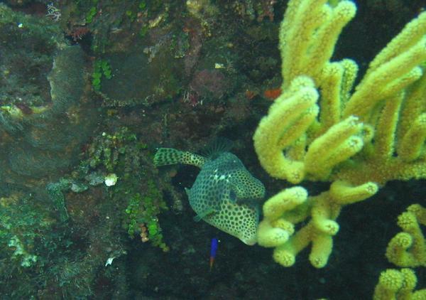 Trunkfish - Spotted Trunkfish