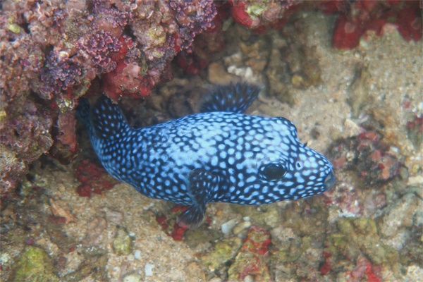 Pufferfish - Guineafowl Puffer Pufferfish - Guineafowl Puffer