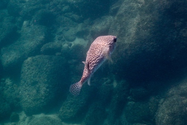 Porcupinefish - Porcupinefish