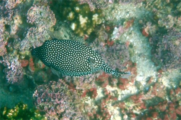 Trunkfish - Whitespotted Boxfish