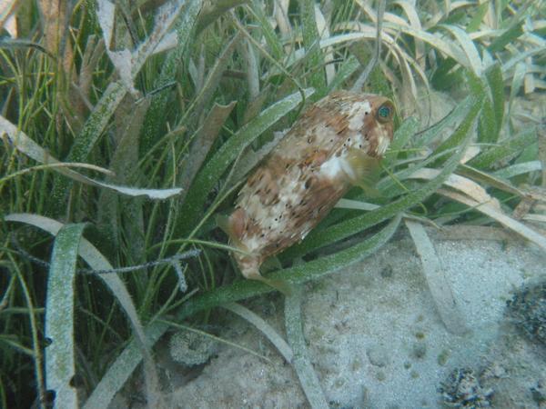 Porcupinefish - Balloonfish