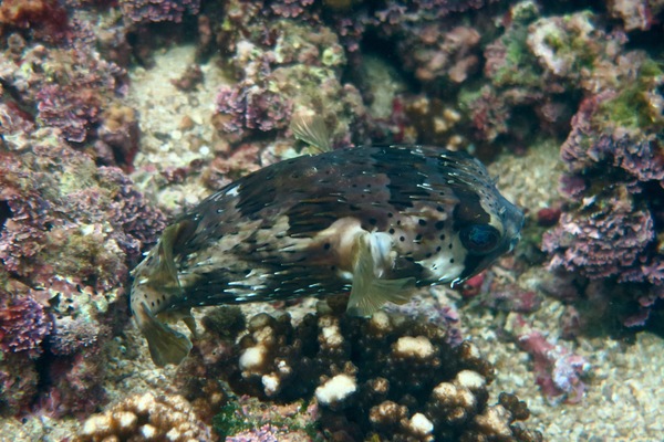  - Balloonfish