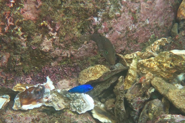 Pufferfish - Spotted Sharpnose Puffer