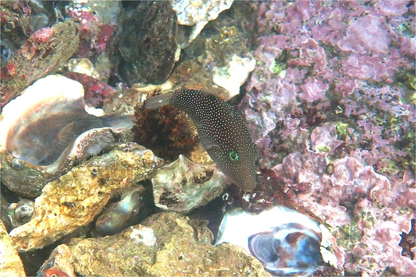 Pufferfish - Spotted Sharpnose Puffer Pufferfish - Spotted Sharpnose Puffer