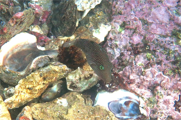 Pufferfish - Spotted Sharpnose Puffer