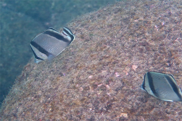 Butterflyfish - Threebanded Butterfly