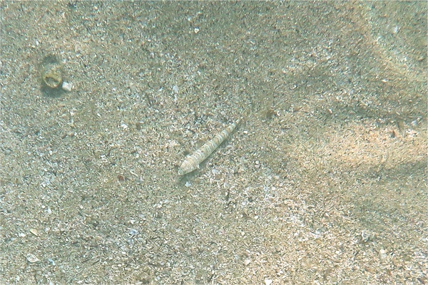  - Calico Lizardfish