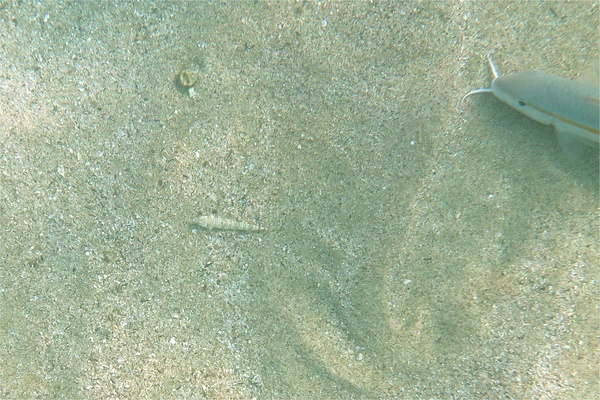  - Calico Lizardfish