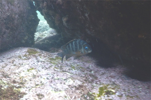 Damselfish - Mexican Night Major