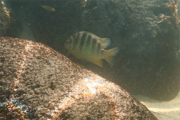 Damselfish - Mexican Night Major