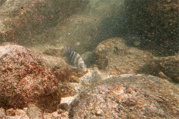 Damselfish - Mexican Night Major