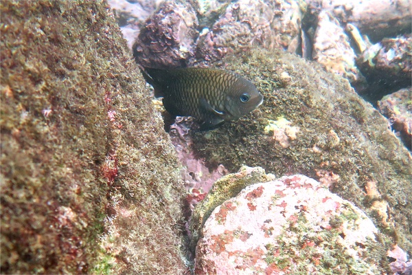 Damselfish - Acapulco Damselfish